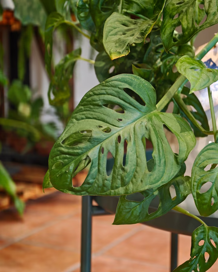 Foglie di Monstera fotografate nel negozio Botania