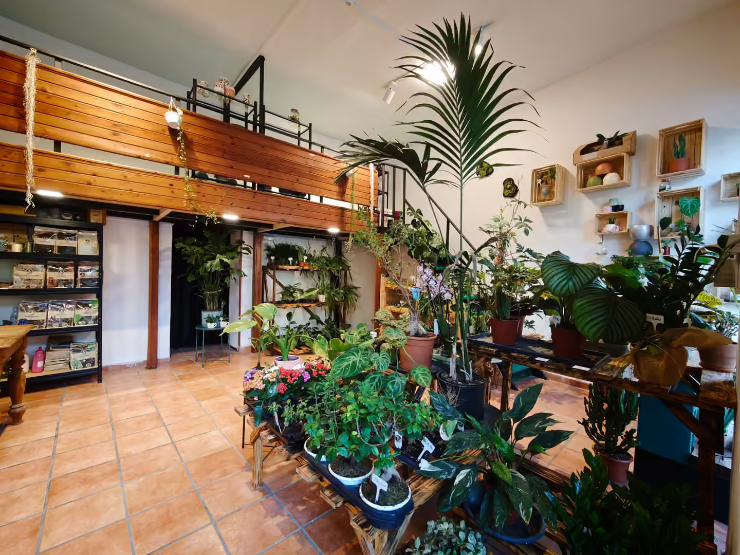 Interno del negozio Botania, con piante in vaso e scaffali