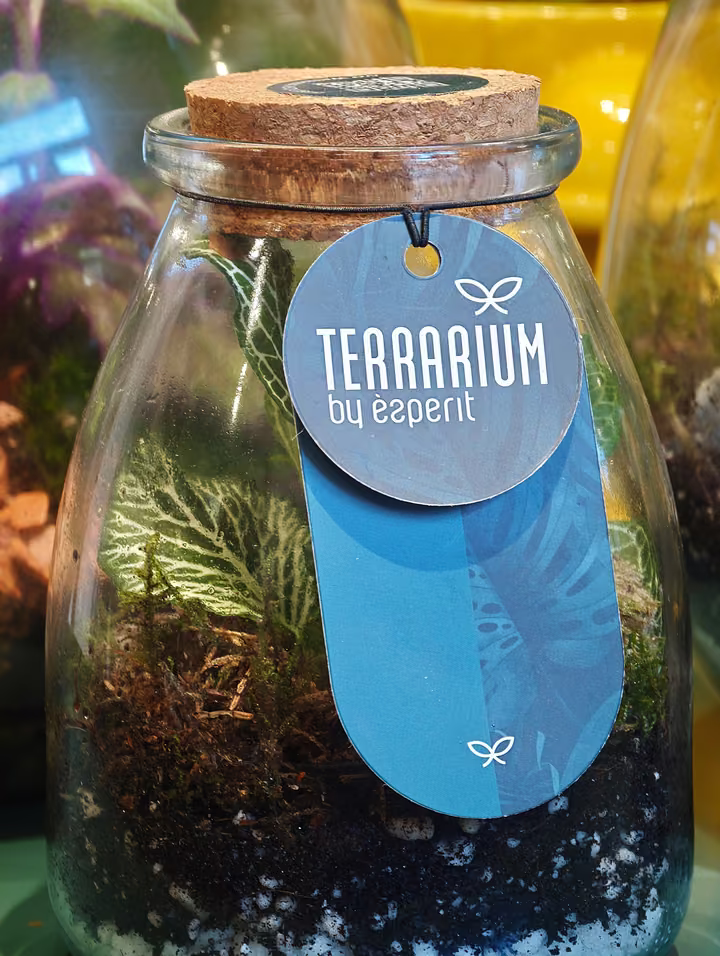 Terrarium in un contenitore di vetro con tappo in sughero da Botania