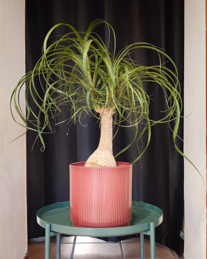 Pianta in un vaso rosa esposta su un tavolino