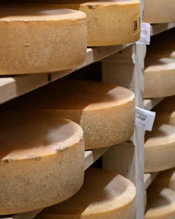 Forme di formaggio a stagionare sulle assi di legno di una cantina