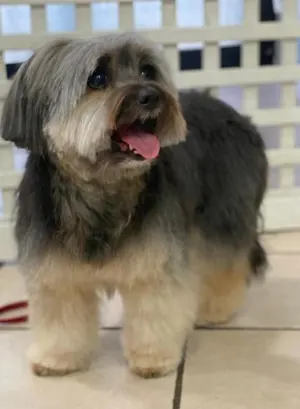 Un cane dal pelo lungo grigio e fulvo, appena toelettato, con la lingua fuori
