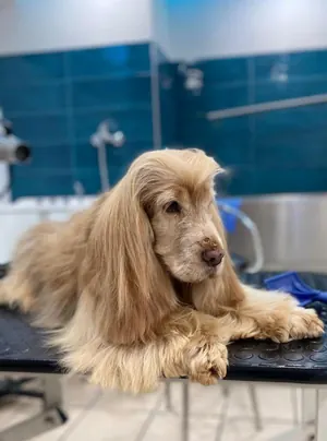 Un cocker dal pelo lungo color miele, sdraiato sul tavolo dopo la toelettatura