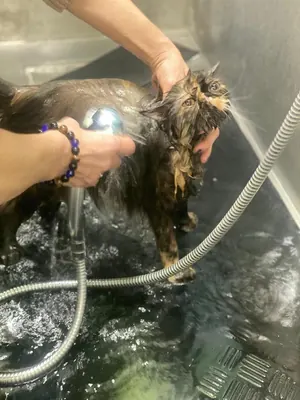 Un gatto dal pelo scuro lavato con la doccia nella vasca del salone