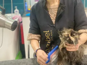 La toelettatrice tiene in braccio un gatto persiano dal pelo lungo e scuro