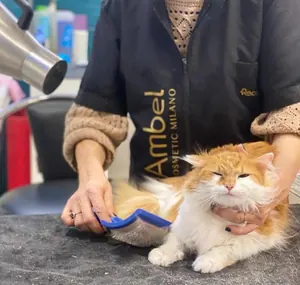 La toelettatrice spazzola un gatto rosso e bianco sul tavolo da toelettatura