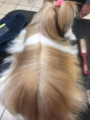 Il pelo lungo e lucido di un cagnolino visto dall’alto, con la riga in mezzo e un fiocco rosa