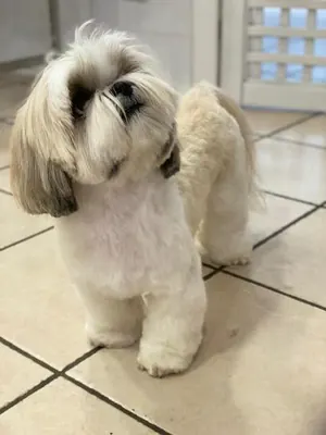 Uno shih tzu bianco e grigio appena tosato, in piedi sul pavimento del salone