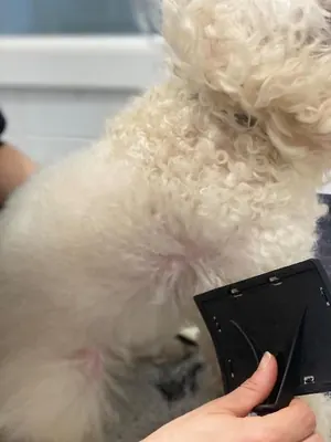 Il pelo riccio di un cane bianco pettinato con un cardatore nero