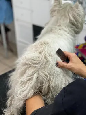 Il pelo ruvido di un cane bianco sfoltito a mano con il coltellino da stripping