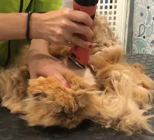 Il pelo annodato di un gatto rosso tosato con la macchinetta