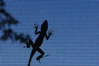 La rete di una zanzariera controluce, con l’ombra di un geco che ci cammina sopra