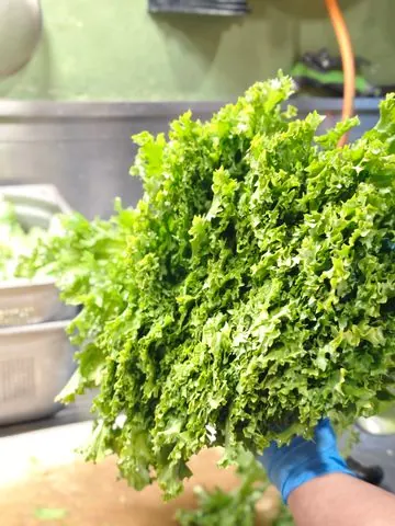 Un cespo di indivia riccia appena lavata