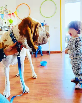 Un cane al guinzaglio in visita in aula, davanti a un bambino