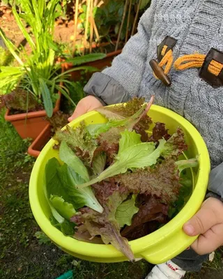 Una ciotola di insalata appena raccolta, stretta fra le mani di un bambino