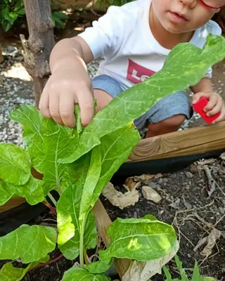Una mano di bambino raccoglie una foglia di bietola nell’orto didattico