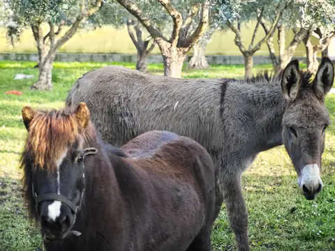 Un pony scuro e un asino grigio sul prato, fra gli ulivi
