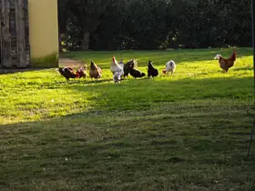 Le galline sul prato al sole, davanti a una casetta gialla