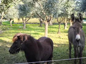 Il pony e l'asino dietro il recinto, sotto gli ulivi