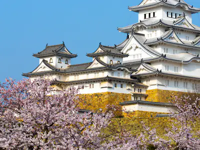 Il Castello di Himeji sopra i ciliegi in fiore