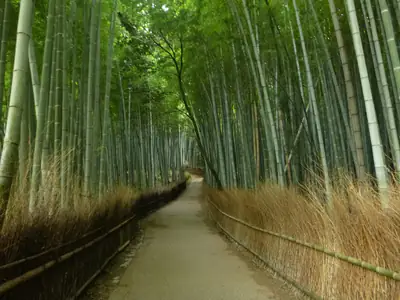 Il viale della foresta di bambù di Arashiyama