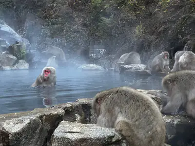 Le scimmie delle nevi nella vasca termale fumante di Jigokudani